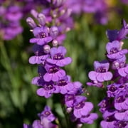 Rocky Mountain Penstemon Seeds - 500 Mg Packet ~550 Seeds - Perennial Wild Flower Garden - Royal Blue and Purple Blooms - Wildflower - Penstemon strictus
