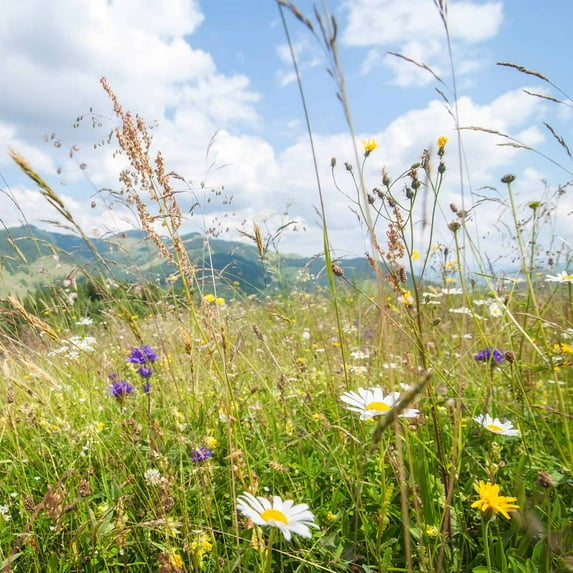Rocky Mountain Wildflower Seed Mix - 4 oz Seed Pouch - 22 Wild Flower Seed Varieties - Annuals, Perennials and Bi-Annuals - Flower Garden