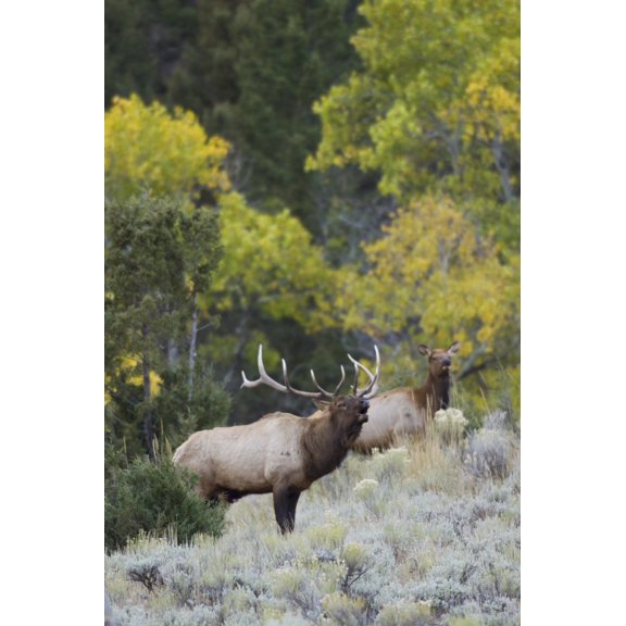 Rocky Mountain bull elk bugling Poster Print by Ken Archer