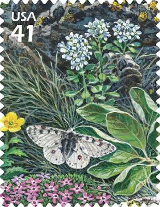 Rocky Mountan Parnasssian Butterfly Canvas Art - US POSTAL SERVICE (22 x 28)