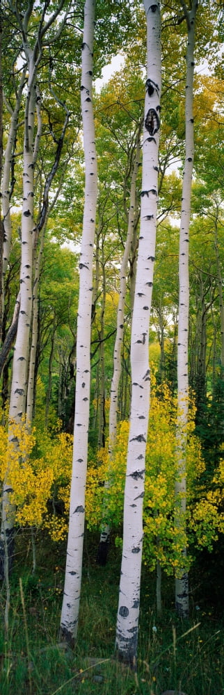 Rocky mountain aspen forest Canvas Art - Panoramic Images (36 x 12)
