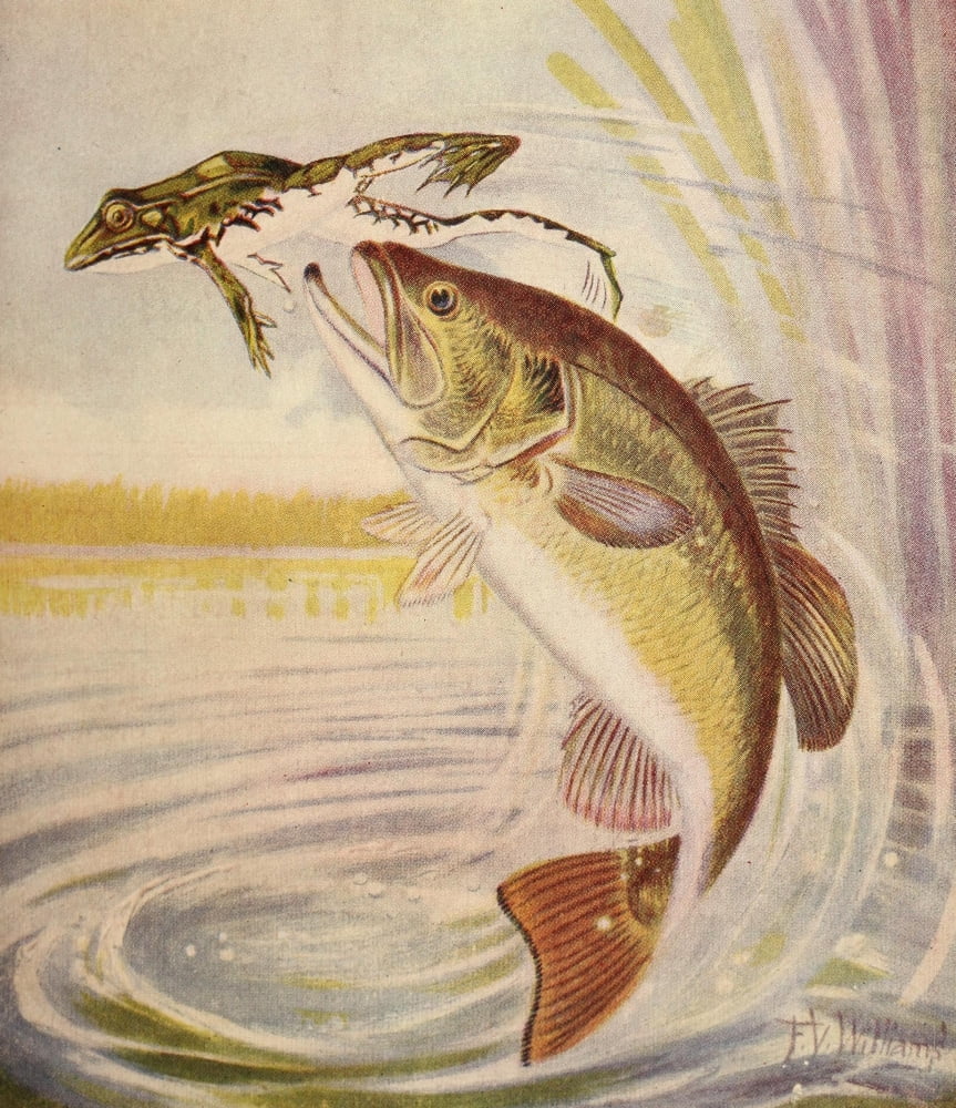 Rod & Gun in Canada 1916-22 Bass leaping for frog Canvas Art - FV Williams (18 x 24)