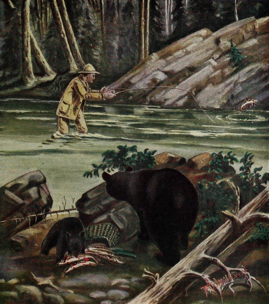 Rod & Gun in Canada 1916-22 Bears stealing the catch Canvas Art - FV Williams (24 x 36)