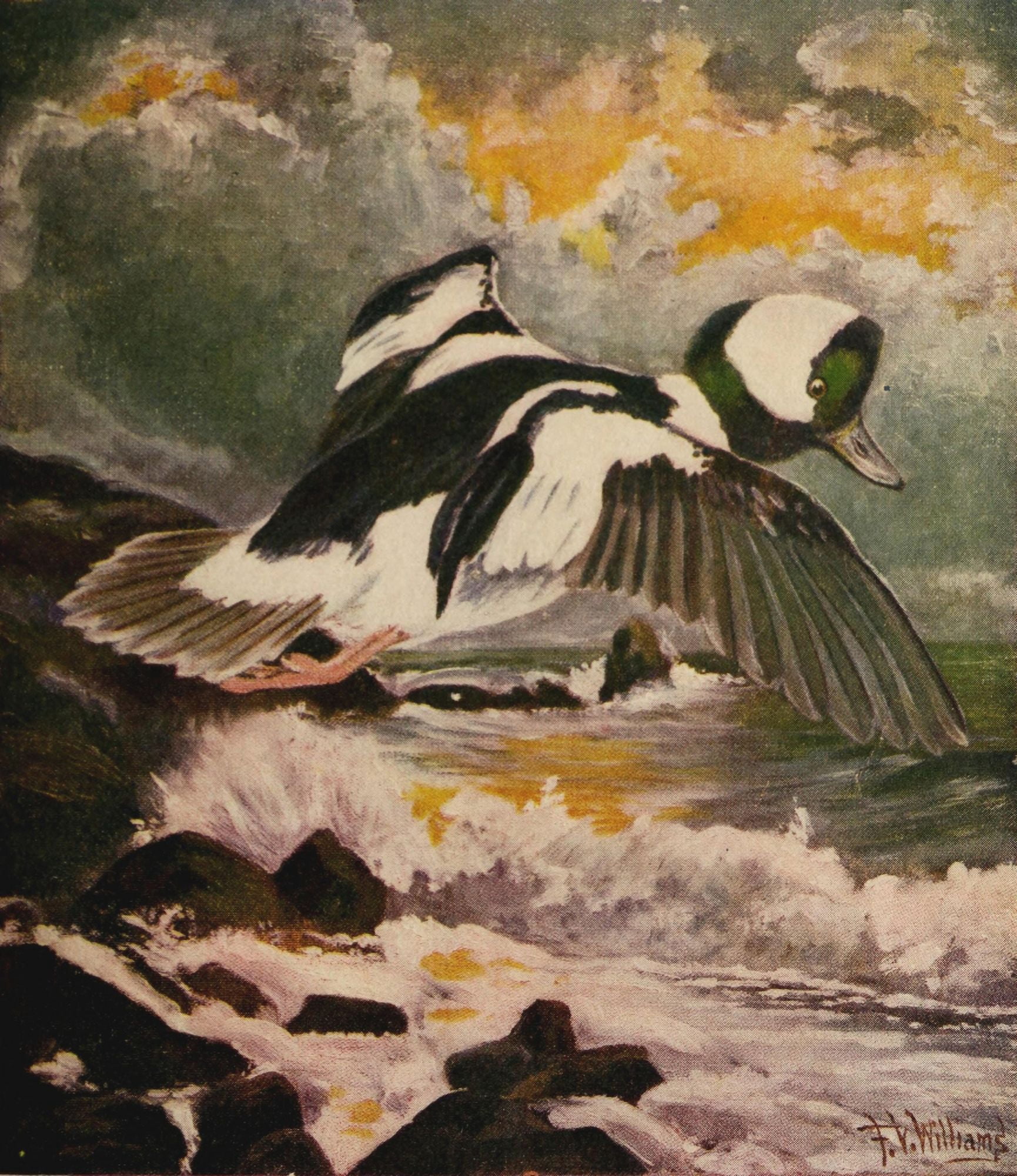 Rod & Gun in Canada 1916-22 Duck flight Canvas Art - FV Williams (18 x 24)