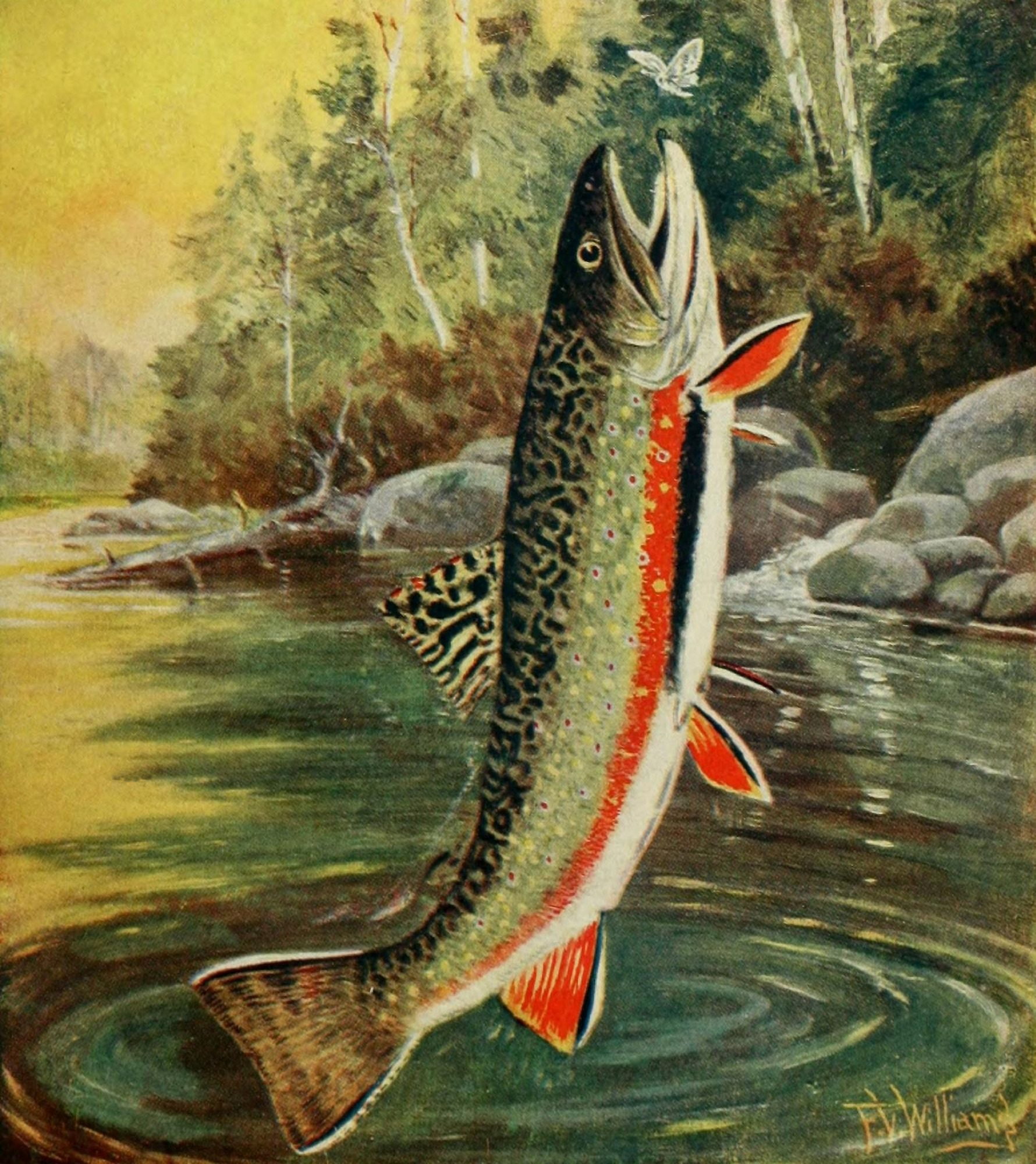 Rod & Gun in Canada 1916-22 Fly fishing Canvas Art - FV Williams (18 x 24)