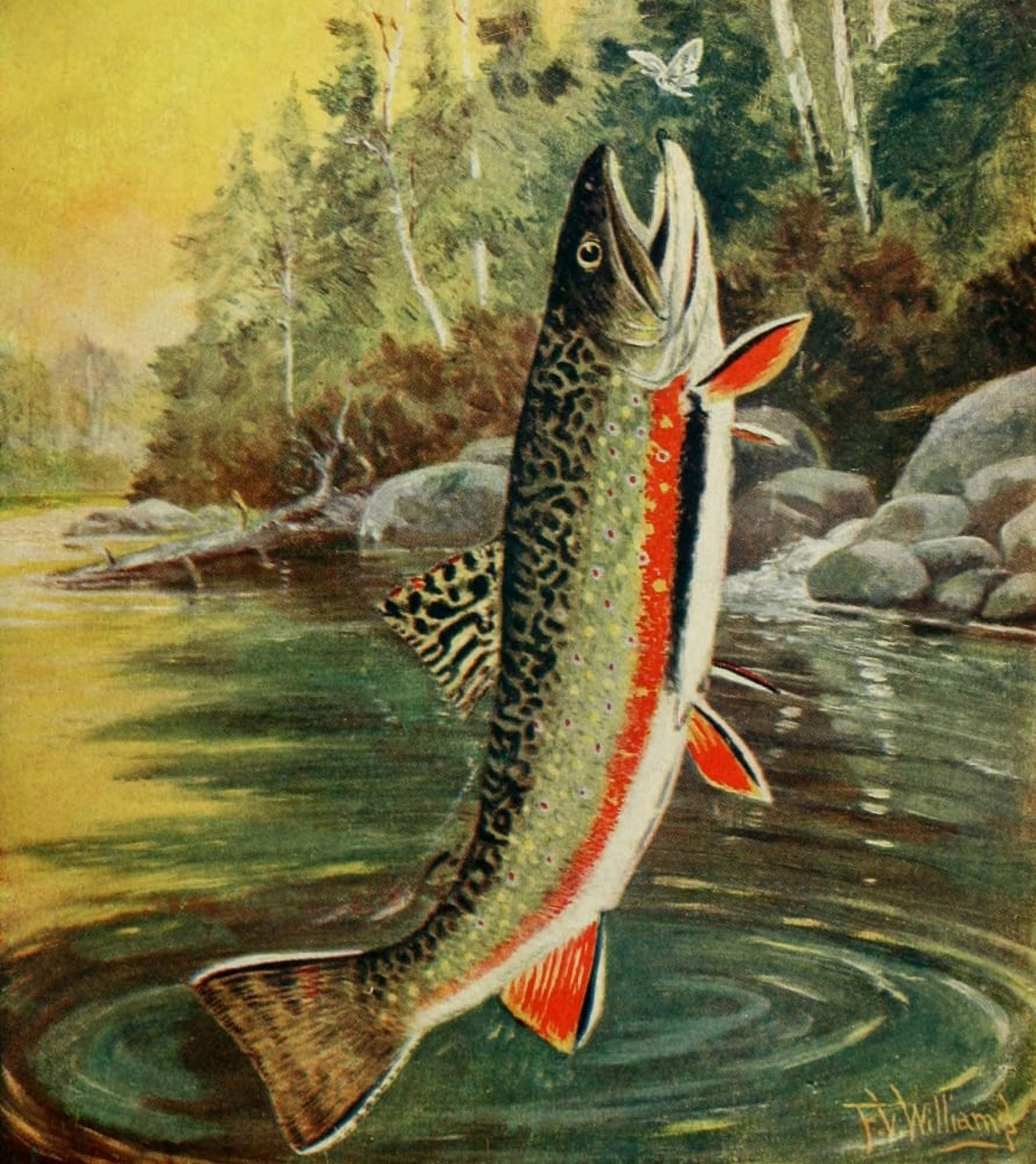 Rod & Gun in Canada 1916-22 Fly fishing Canvas Art - FV Williams (24 x 36)