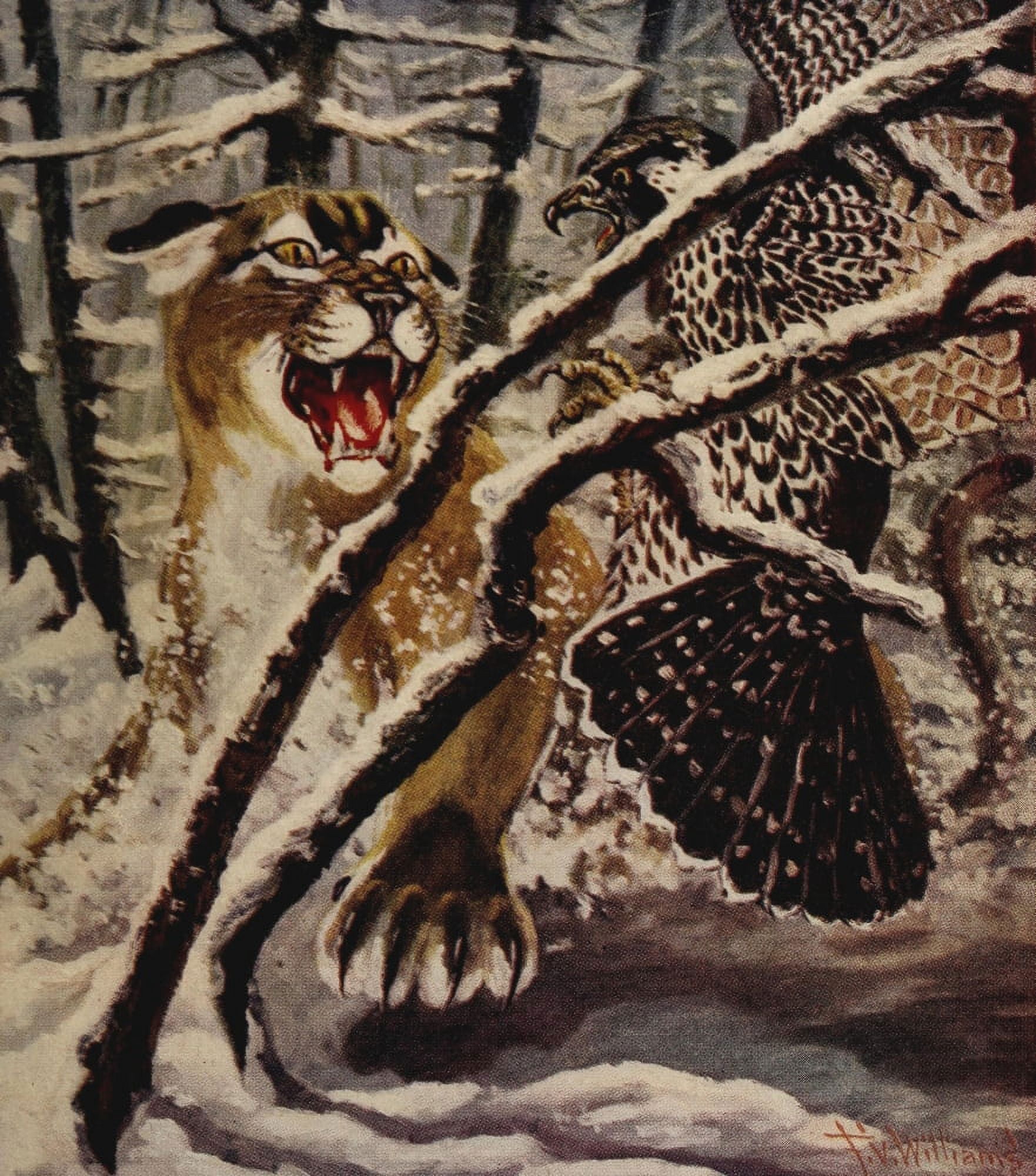Rod & Gun in Canada 1916-22 Lynx attack Canvas Art - FV Williams (24 x 36)