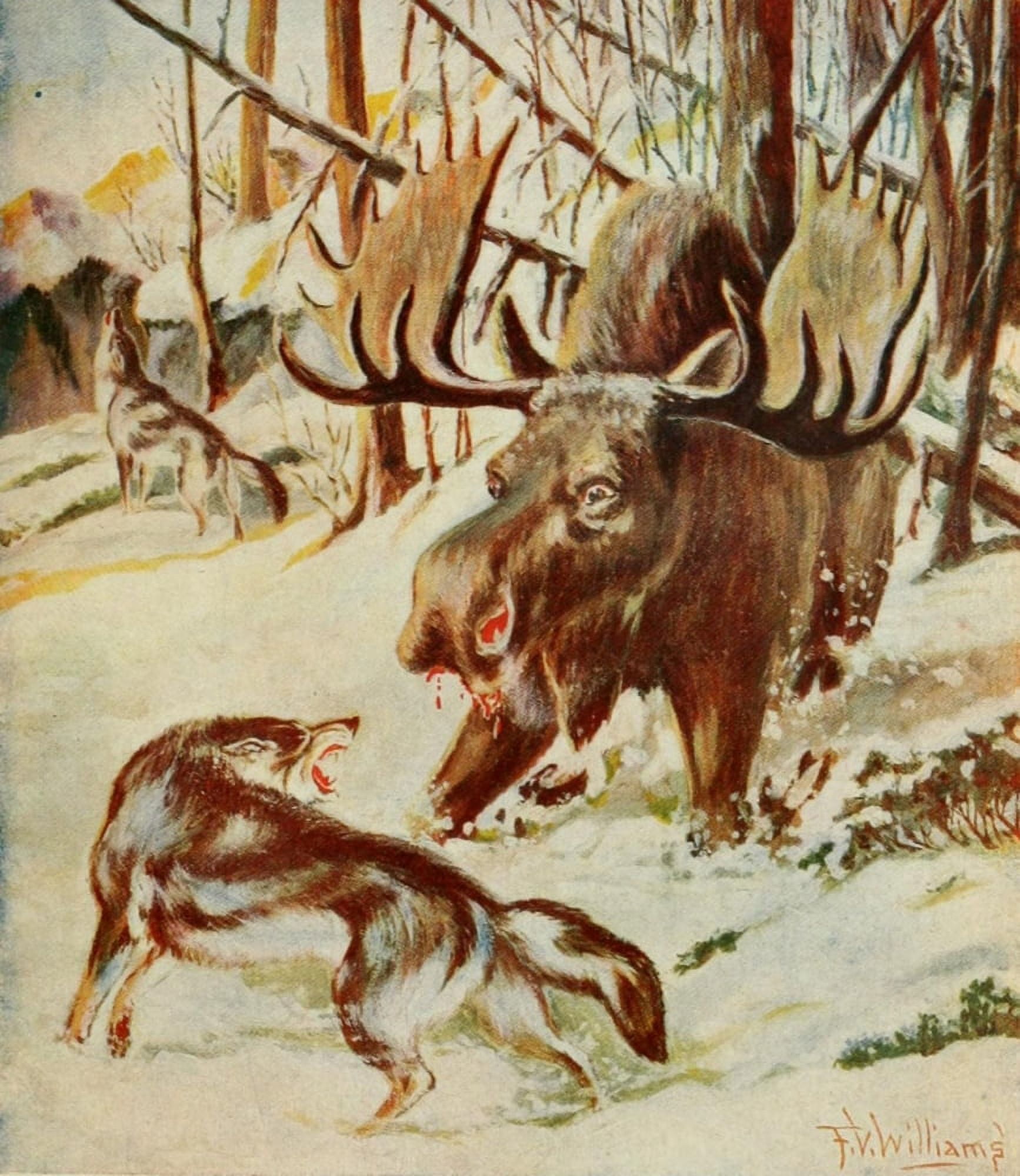 Rod & Gun in Canada 1916-22 Moose Canvas Art - FV Williams (24 x 36)