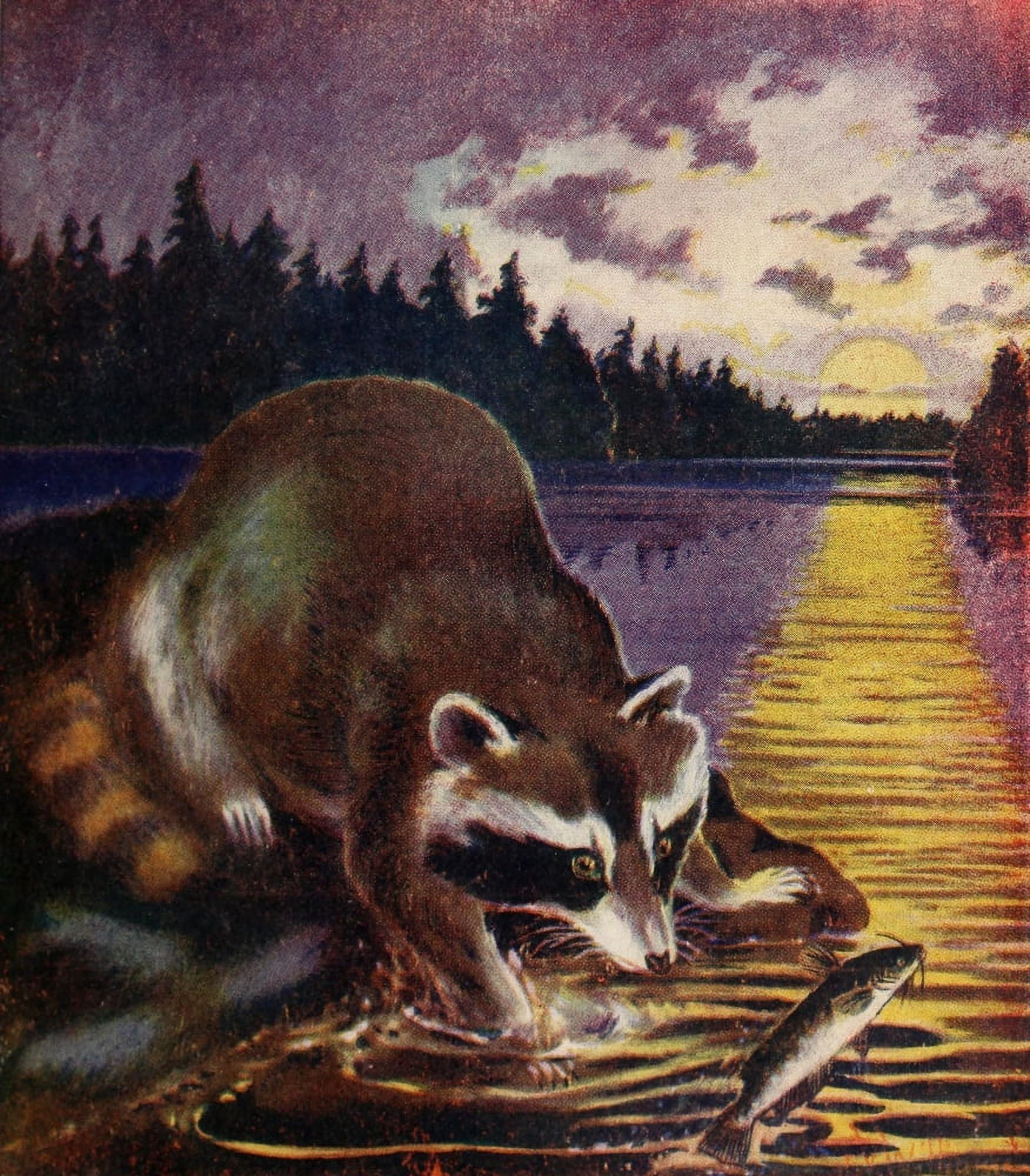 Rod & Gun in Canada 1916-22 Racoon going fishing Canvas Art - FV Williams (18 x 24)