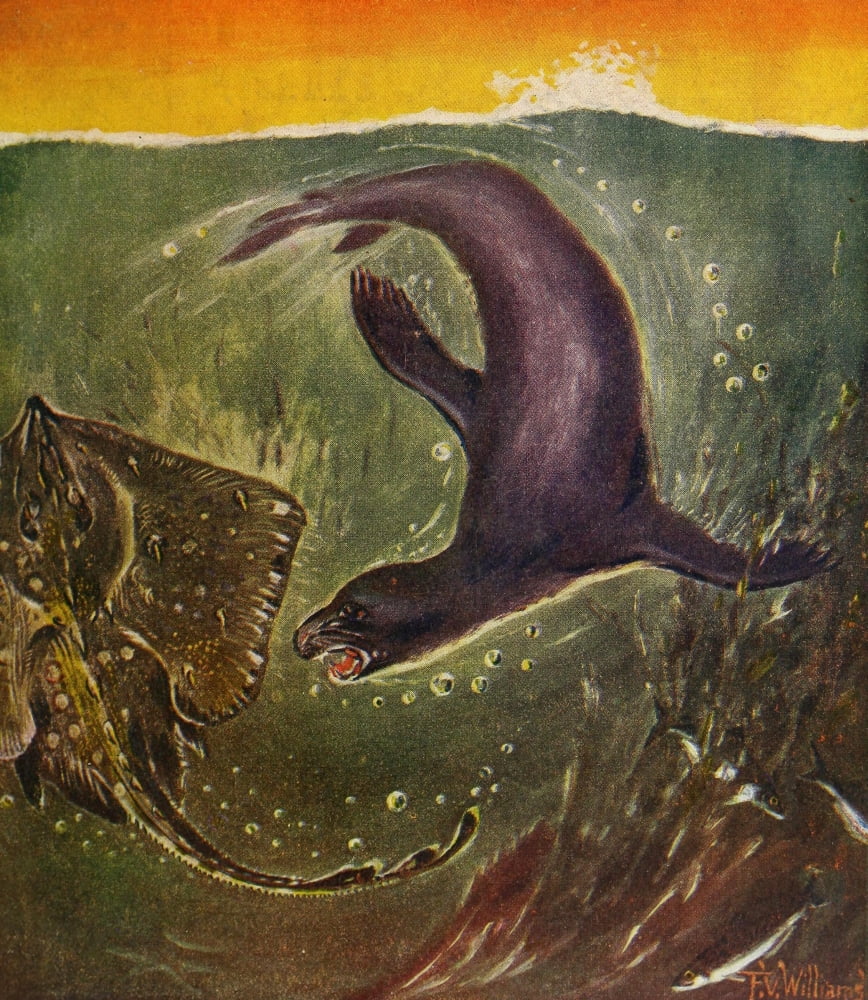 Rod & Gun in Canada 1916-22 Seal pup Canvas Art - FV Williams (18 x 24)