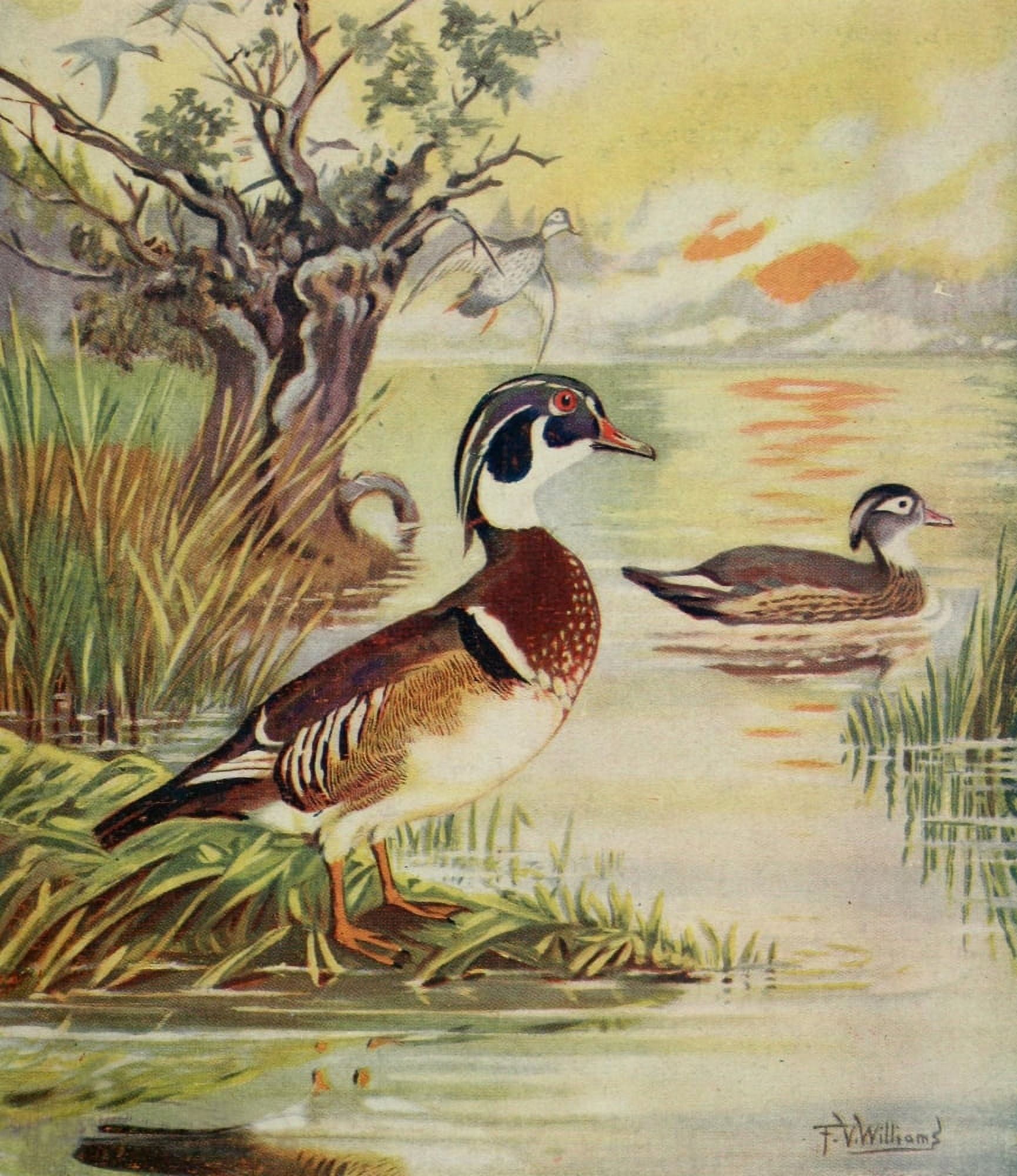 Rod & Gun in Canada 1916-22 Wood duck Canvas Art - FV Williams (18 x 24)