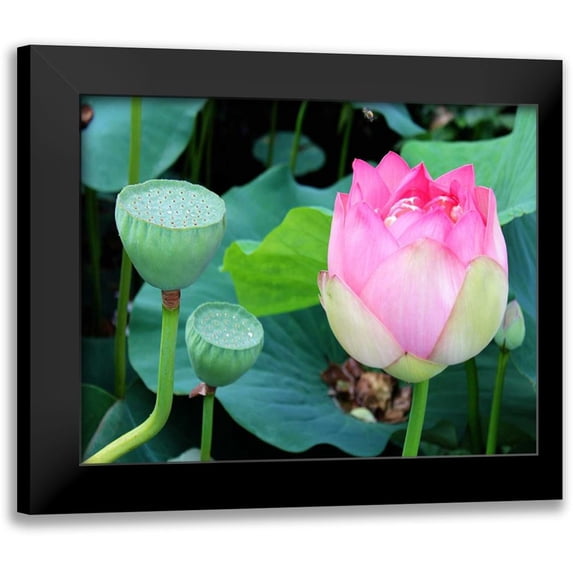 Rodriguez, Jairo 18x15 Black Modern Framed Museum Art Print Titled - Purple Lotus I