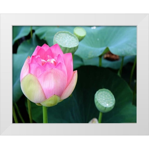 Rodriguez, Jairo 32x26 White Modern Wood Framed Museum Art Print Titled - Purple Lotus II