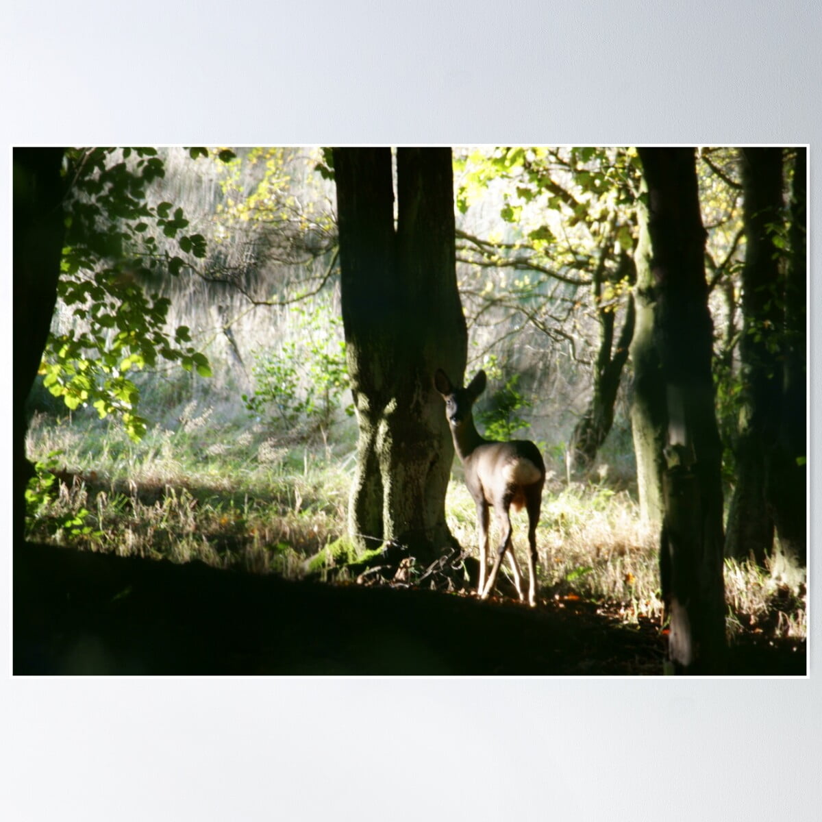 Roe Deer Wall Art main image 0