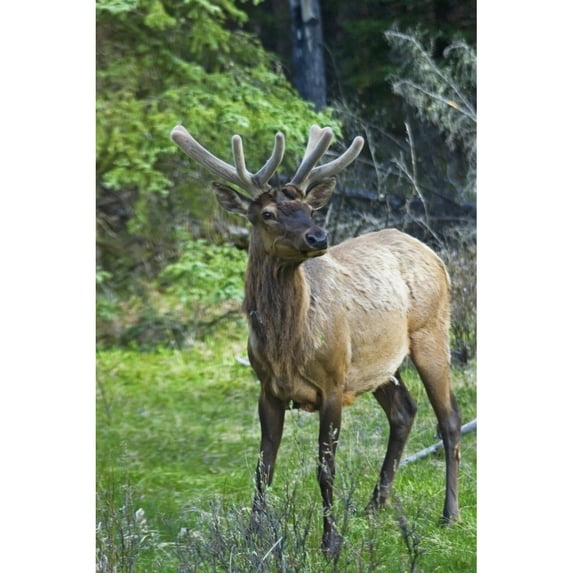 Roe Deer In Forest, Canadian Rockies,Canada Poster Print (24 x 38)
