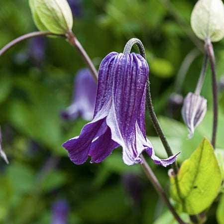 Roguchi Clematis Vine 4 In. Potted Flowering Perennial Vine (1-Pack)