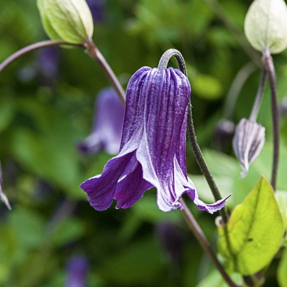 Roguchi Clematis Vine 4 In. Potted Flowering Perennial Vine (1-Pack)
