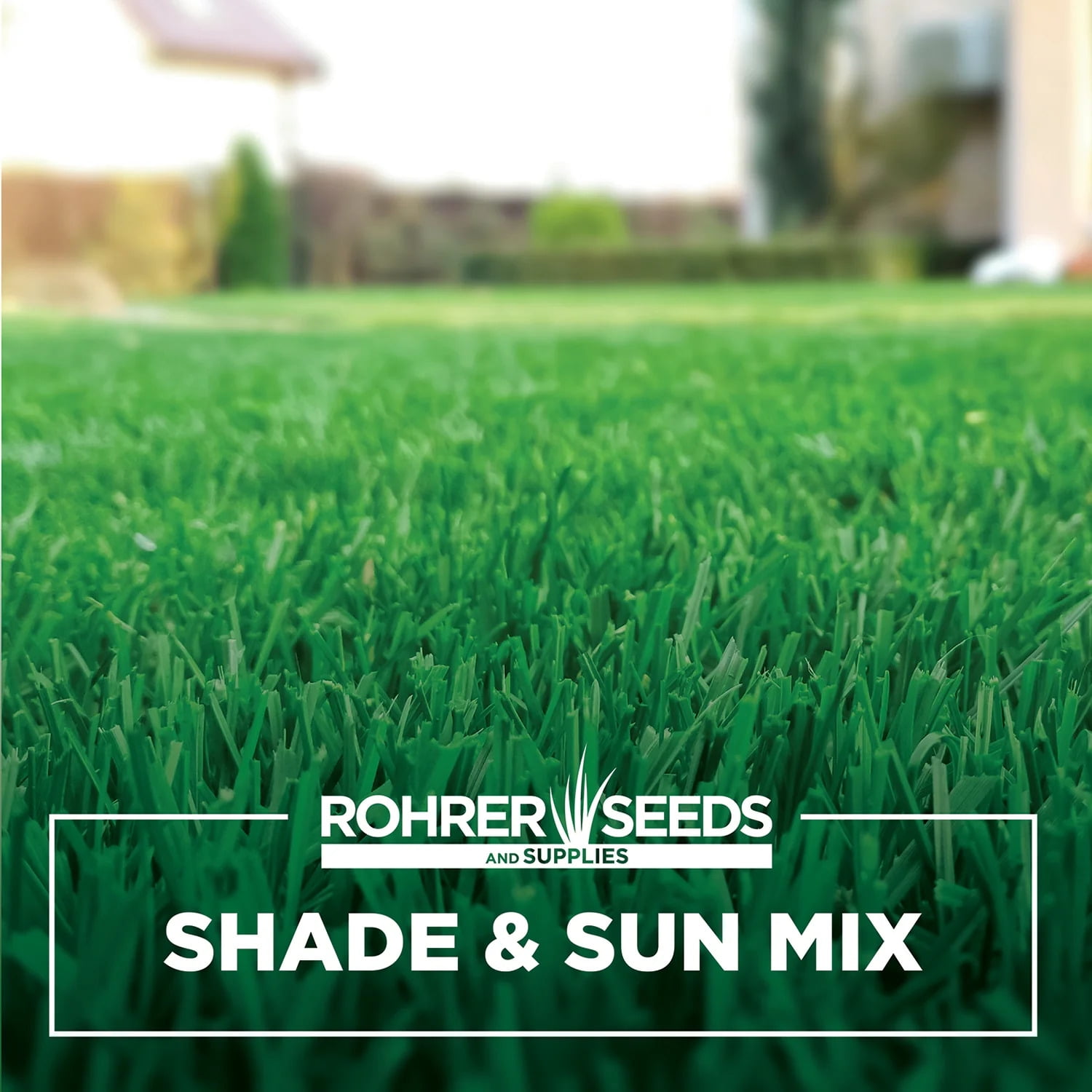 Rohrer Seeds Sun and Shade Mix A Premium Blend of Tall Fescue