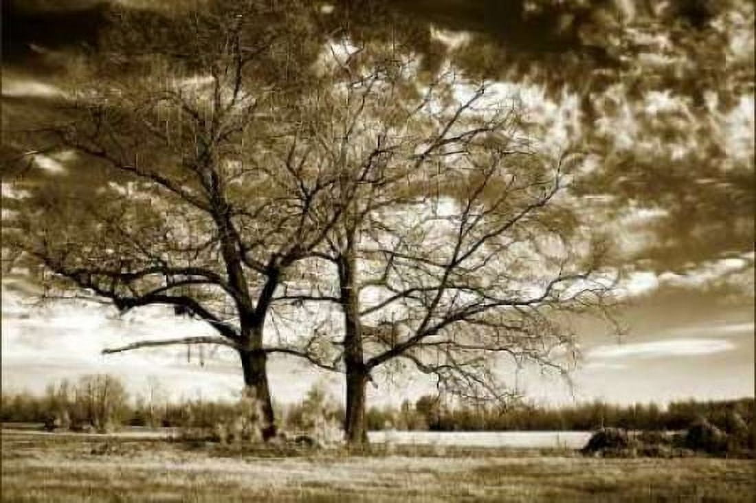 Rolesville Oaks Canvas Art - Alan Hausenflock (12 x 18)
