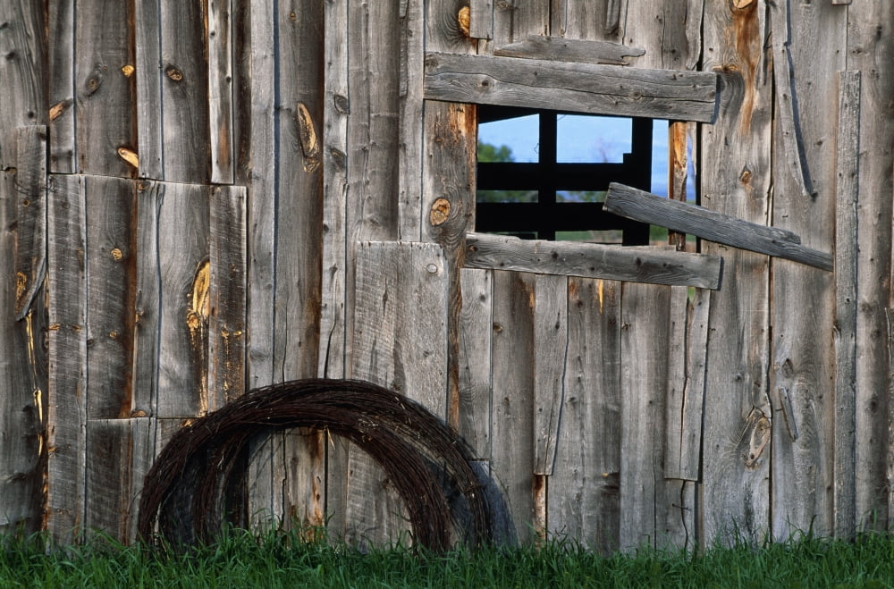 Roll Of Barbed Wire On Weathered Barn Canvas Art - Natural Selection John Reddy Design Pics (18 x 12)