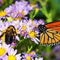 thumbnail image 1 of Roll Out Butterfly & Bee Flower Garden Mat, 1 of 5