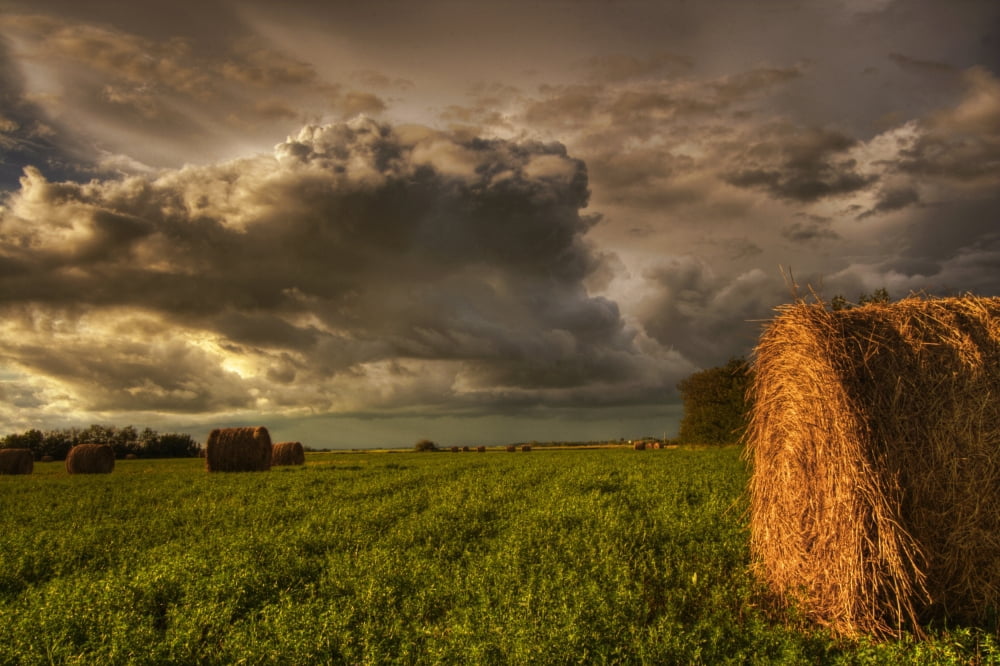 Rolled Hay Bales Under Storm Clouds On A Farm North Of Edmonton Alberta Canvas Art - Dan Jurak Design Pics (17 x 11)