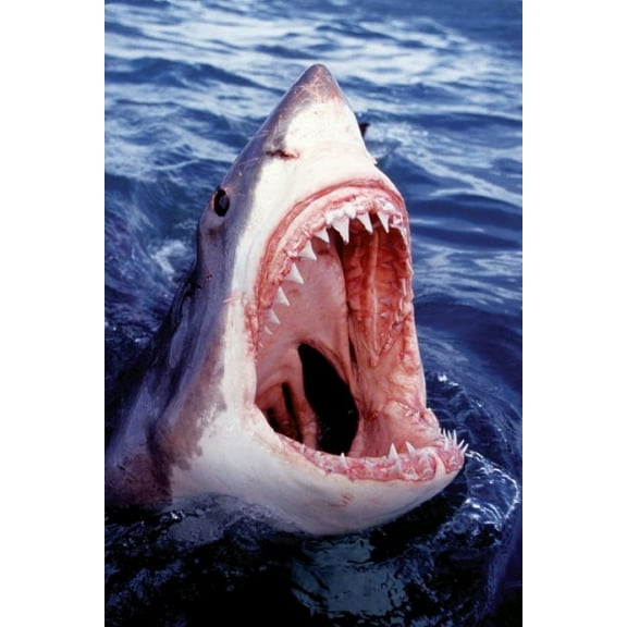 Rolled Poster Great White Shark 36"x24" Framed Poster