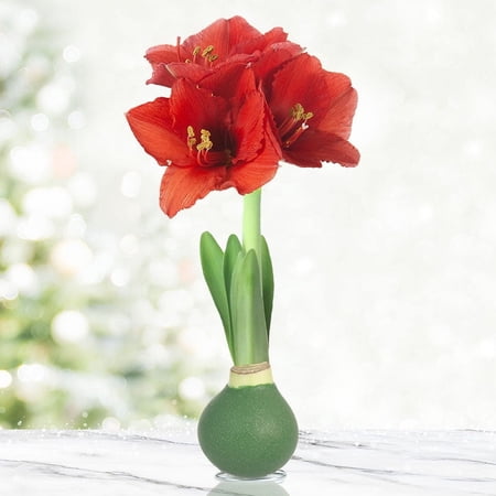 Rolling Meadows Waxed Amaryllis Flower Bulb with Stand, No Water Needed