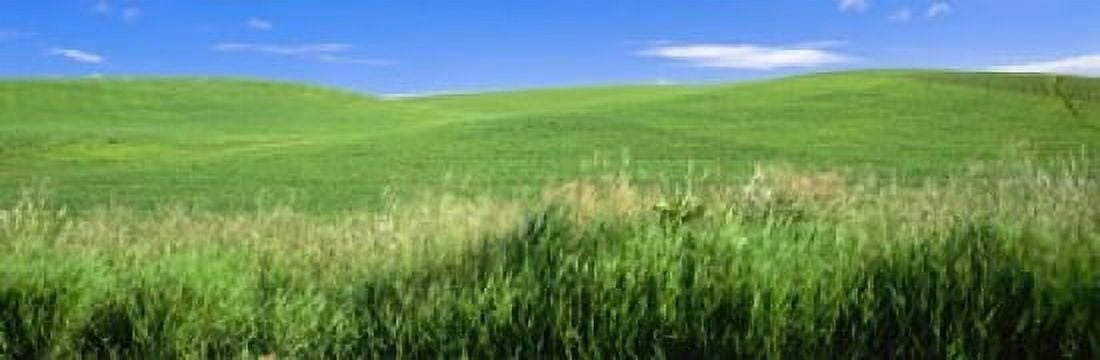 Rolling green hill Palouse Whitman County Washington State USA Canvas Art - Panoramic Images (18 x 6)