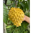 thumbnail image 1 of Rollinia TREE GRAFTED (2-4 Feet Tall). SHIP TO ALL STATES, 1 of 6