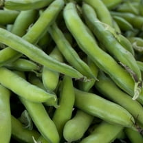 Roma II Bush Bean Seeds - 1 Lb - Non-GMO, Heirloom Green Snap Roma 2 Bean Seeds - Vegetable Garden Seeds