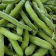 thumbnail image 1 of Roma II Bush Bean Seeds - 25 Lb Bulk - Non-GMO, Heirloom Green Snap Roma 2 Bean Seeds - Vegetable Garden Seeds, 1 of 2