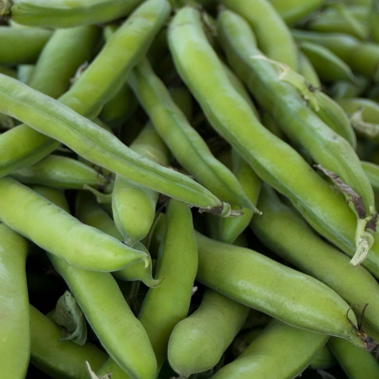 Roma II Bush Bean Seeds - 5 Lb - Non-GMO, Heirloom Green Snap Roma 2 Bean Seeds - Vegetable Garden Seeds