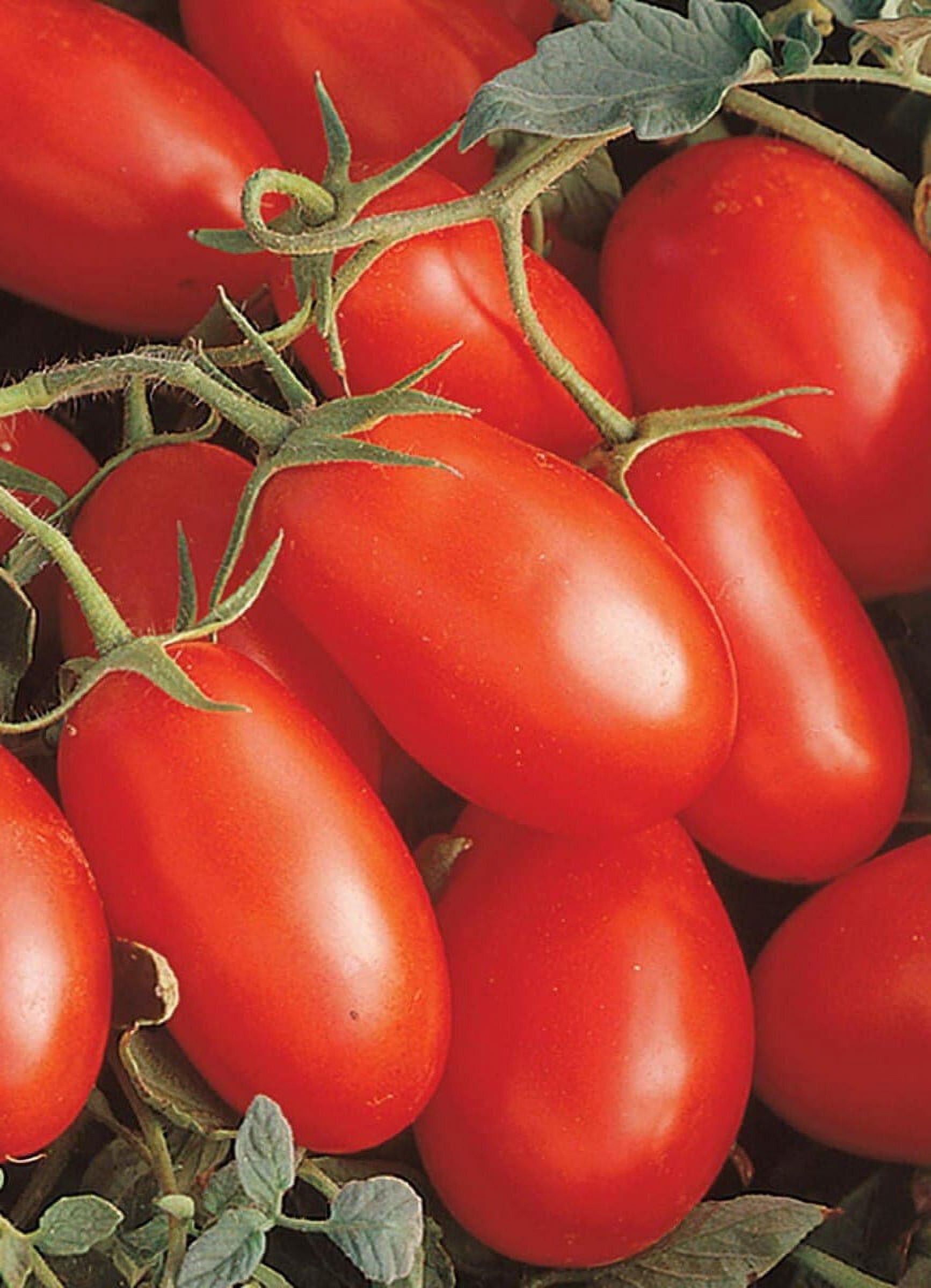 Roma Tomato Plant - 4" Pot - Excellent Flavor - Walmart.com