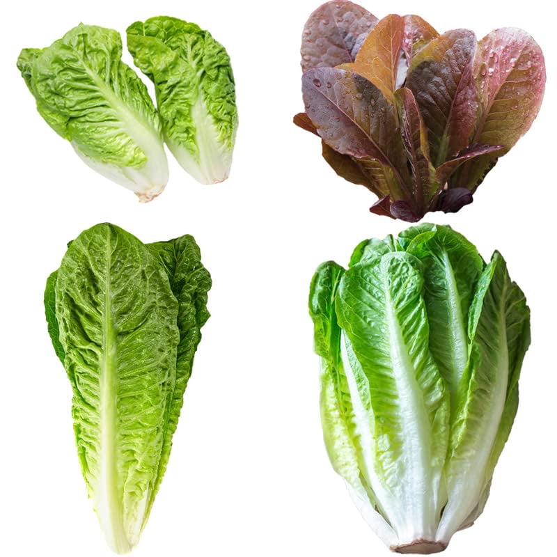 Romaine Lettuce Variety TWE5 Pack 3000 Seeds Walmart romaine-lettuce-variety-twe5-pack-3000-seeds-walmart