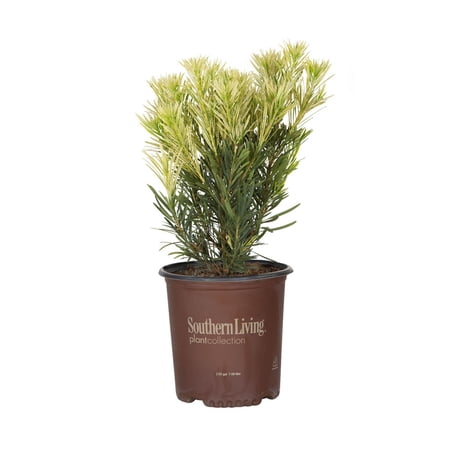 Southern Living Roman Candle Podocarpus Live Shrub in 2-Gallon Grower Pot