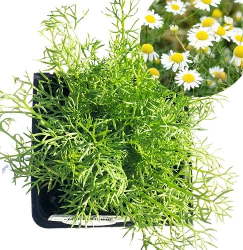 Growing Chamomile Indoors