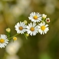 thumbnail image 1 of Roman Chamomile Herb Garden Seeds - 1 Oz - Non-GMO, Heirloom Herbal Gardening & Microgreens - Anthemis nobilis, 1 of 2