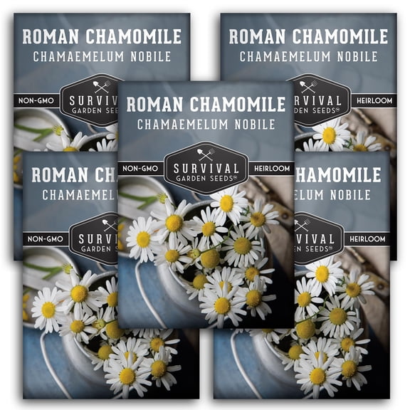 Roman Chamomile Seeds - 5 Pack - Non-GMO Heirloom Full Sun Annual Herb