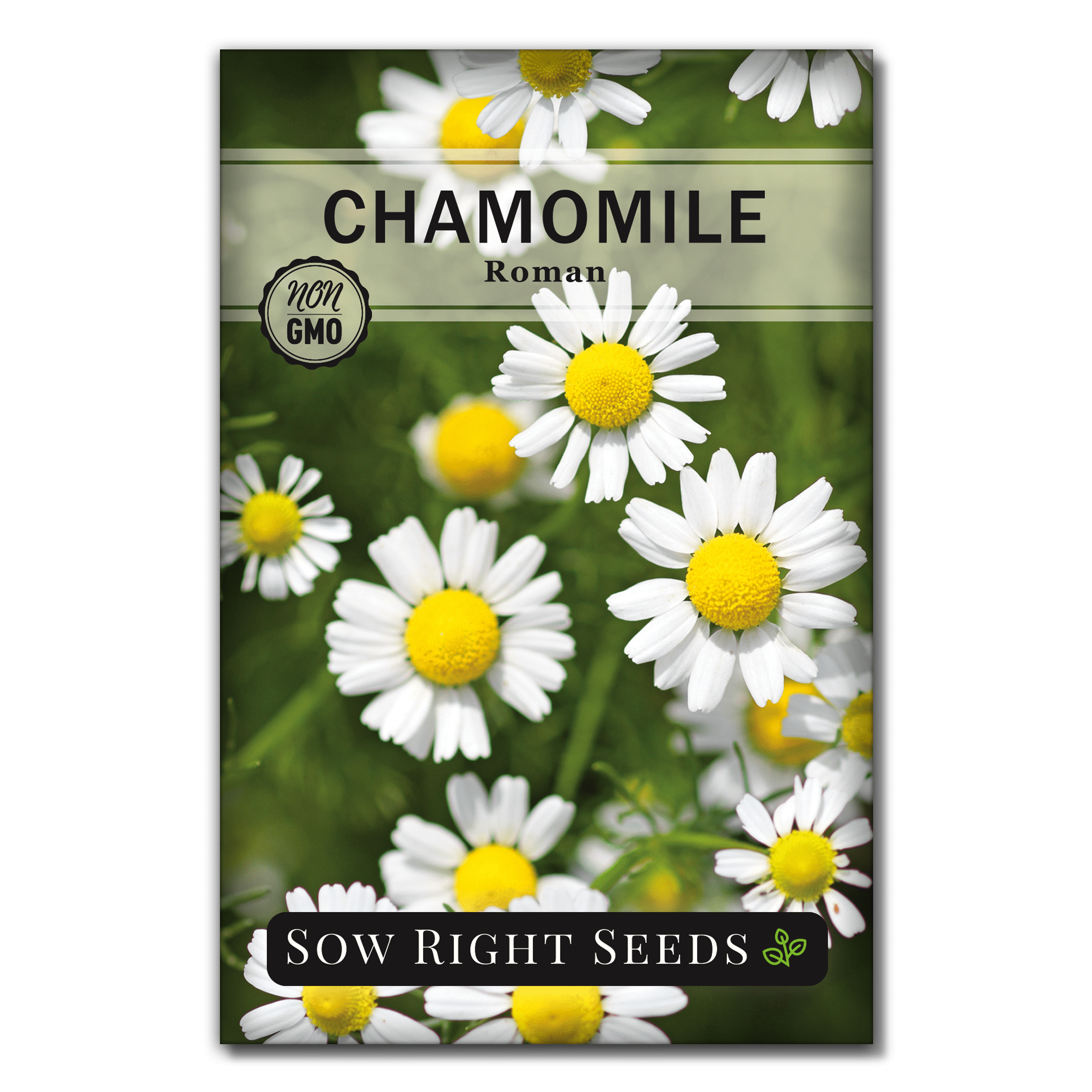 Roman Chamomile Seeds Non GMO Heirloom Varieties for Planting