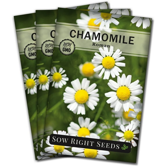 Roman Chamomile Seeds for Planting - Non GMO Heirloom Varieties for your Indoor Herb Garden - 3 Pack