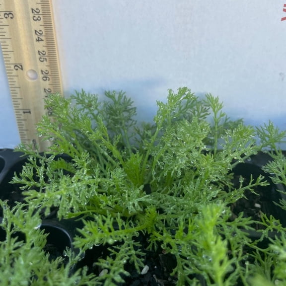 Roman Chamomile
