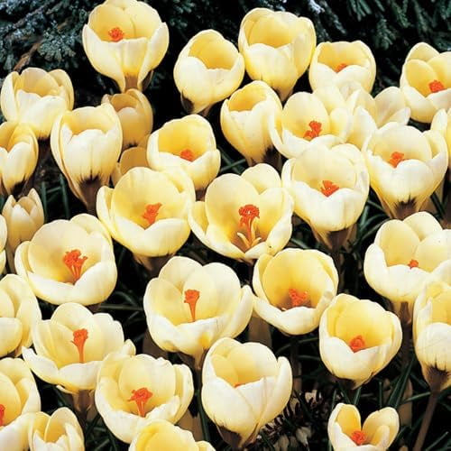 Romance Crocus Bulbs for Planting Easy to Grow Perennial Flowers (10