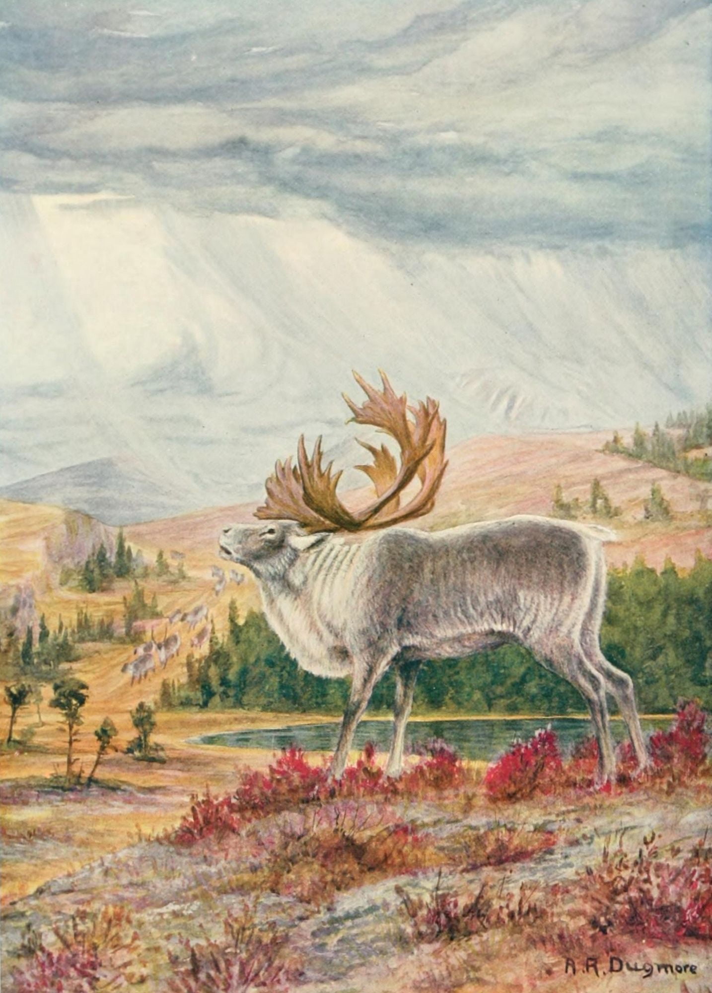 Romance of the Newfoundland Caribou 1913 Caribou Canvas Art - AR Dugmore (24 x 36)