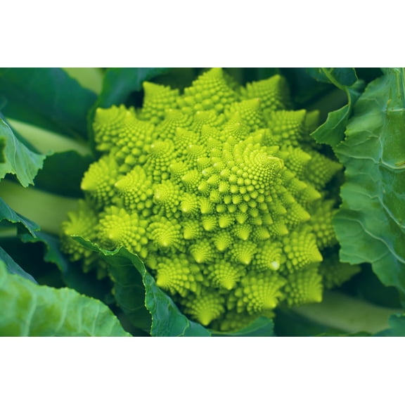 Romanesco Broccoli 250+ Seeds for Planting (Brassica oleracea) | Made in USA. Ships from Iowa