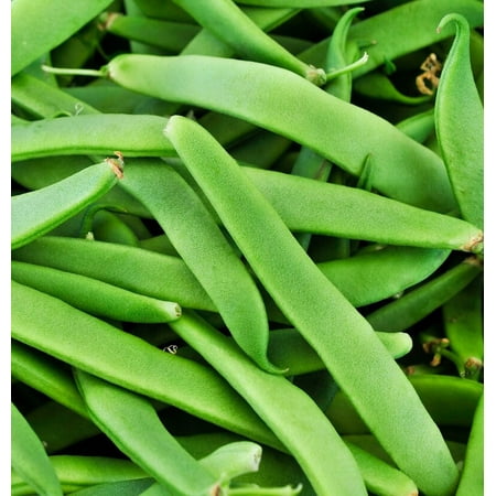 Sherwood's Seeds 10 Romano Italian Green Bush Bean Plant Seeds