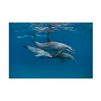 Romano Molinari 'Dolphins' Canvas Art