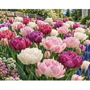 Romantic Double Tulip Mix - Perennial Tulip Bulbs for Planting 5 Bulbs