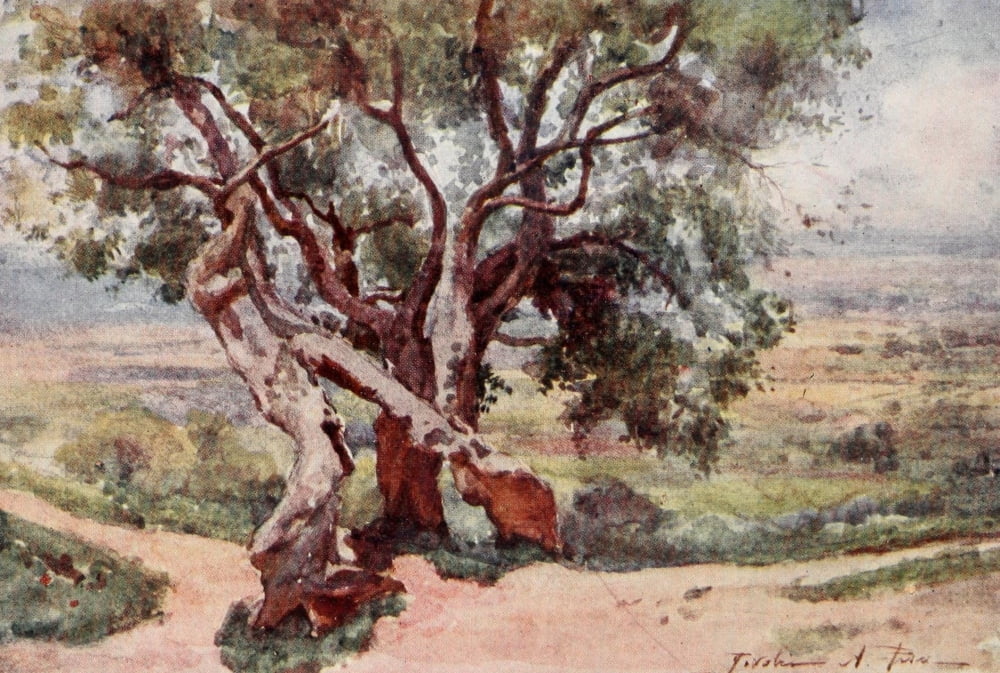 Rome 1905 Campagna Romana from Tivoli Canvas Art - Alberto Pisa (24 x 36)