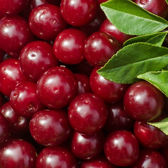 Romeo Bush Cherry Dormant Starter Bare Root Fruit Plant, 1-Pack